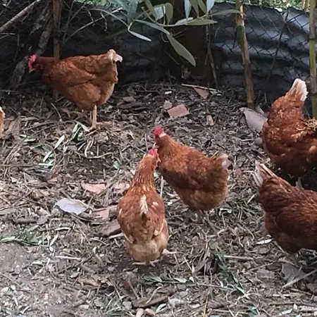 Gasthuis Ettorina - *